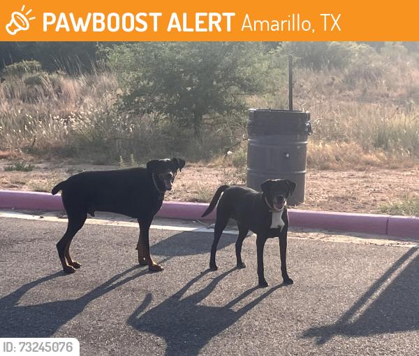 Found/Stray Unknown Dog last seen Trails at 9th, Amarillo, TX 79124