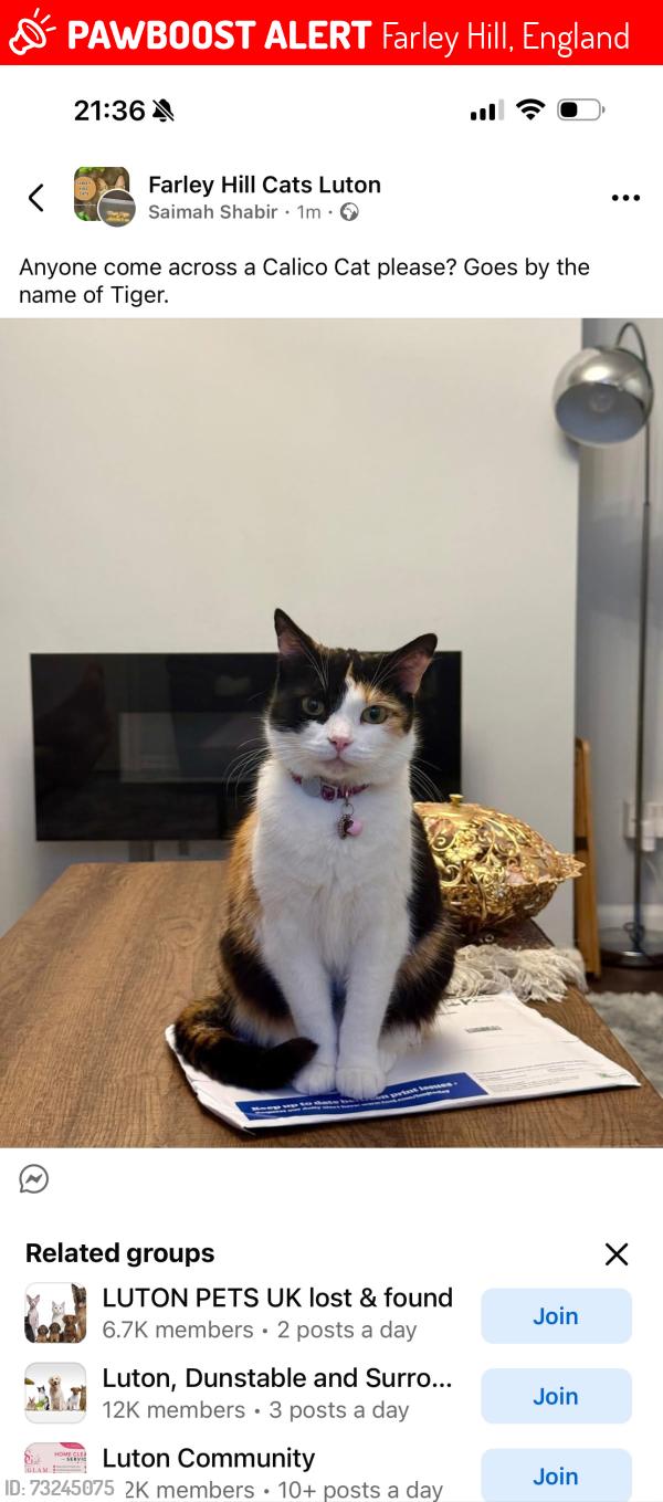 Lost Female Cat last seen Farley hill Luton, Farley Hill, England 
