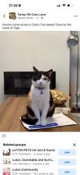 Lost Female Cat last seen Farley hill Luton, Farley Hill, England 