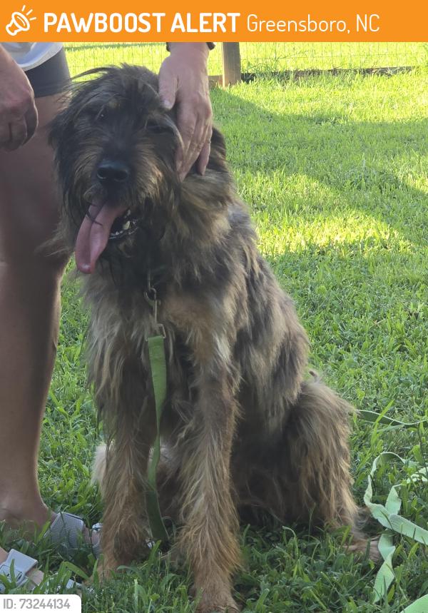 Found/Stray Female Dog last seen SR 421 & Pleasant Garden Rd., Greensboro, NC 27406