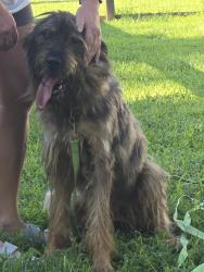 Found/Stray Female Dog last seen SR 421 & Pleasant Garden Rd., Greensboro, NC 27406