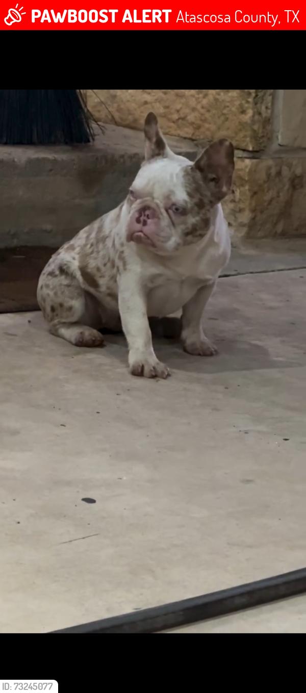 Lost Female Dog last seen Woodcrest and ridgeway, Atascosa County, TX 78069