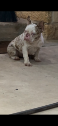 Lost Female Dog last seen Woodcrest and ridgeway, Atascosa County, TX 78069