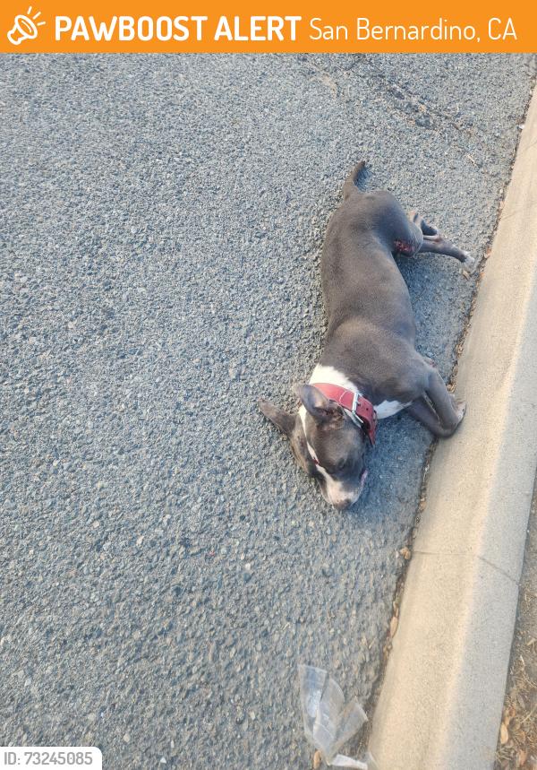 Found/Stray Male Dog last seen SIERRA WAY AND 39 ST., San Bernardino, CA 92405