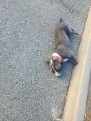 Found/Stray Male Dog last seen SIERRA WAY AND 39 ST., San Bernardino, CA 92405