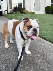 Found/Stray Male Dog last seen Mundy Mill Rd and Fayetteville Rd, Fayetteville, GA 30214