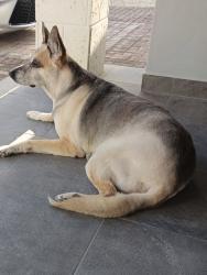 Lost Female Dog last seen Near sw 4 st miami fl, Coral Gables, FL 33134
