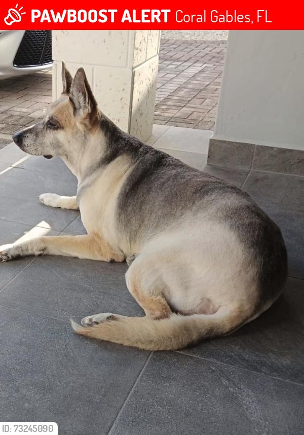 Lost Female Dog last seen Near sw 4 st miami fl, Coral Gables, FL 33134