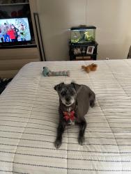 Reunited Female Dog last seen South Bay, Fort Myers, FL 33908