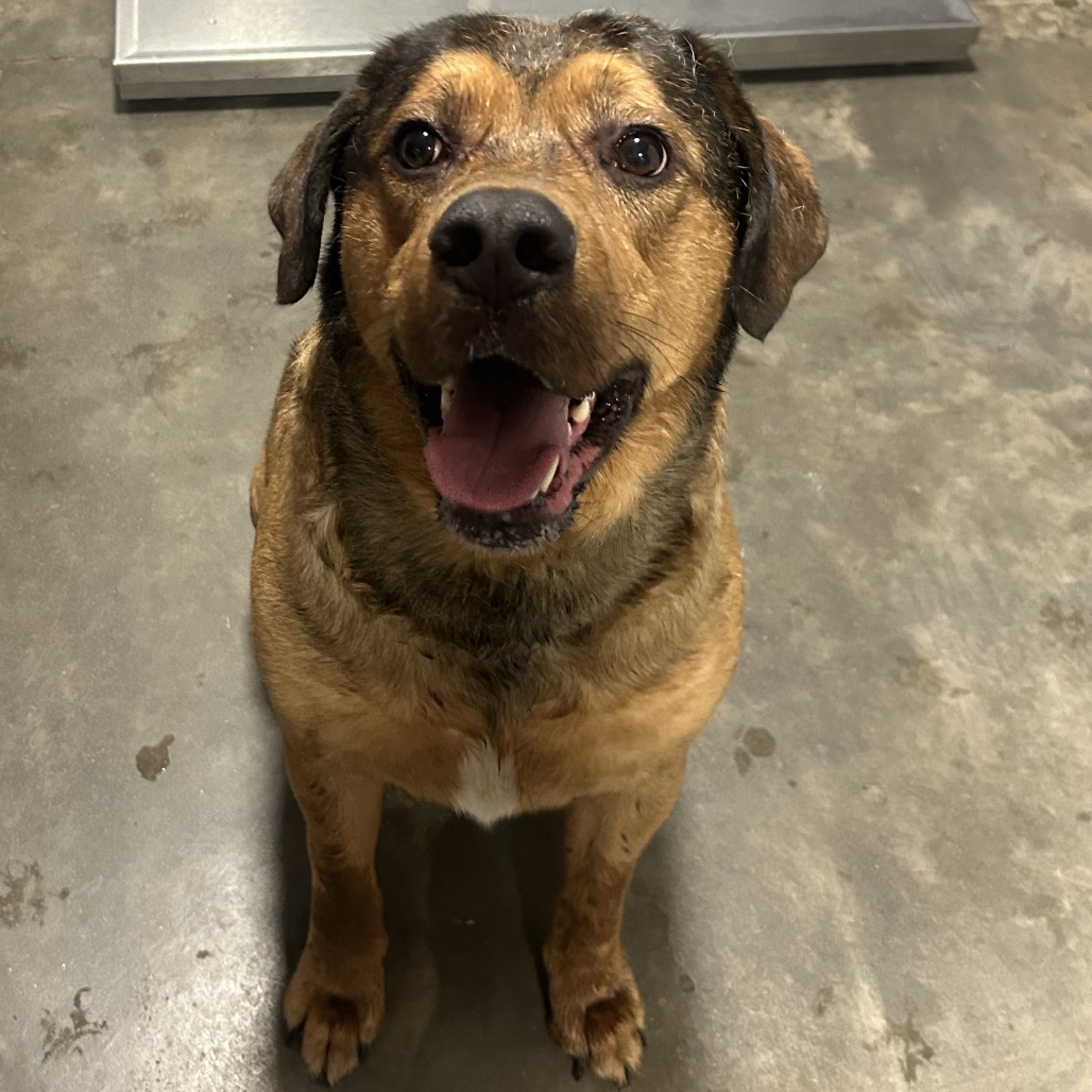 Shelter Stray Male Dog last seen , 2951 S 1st St, Cabot, AR 72023, USA
