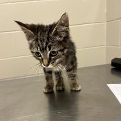 Shelter Stray Male Cat last seen , 54687 Co Rd 19, Bristol, IN 46507, USA
