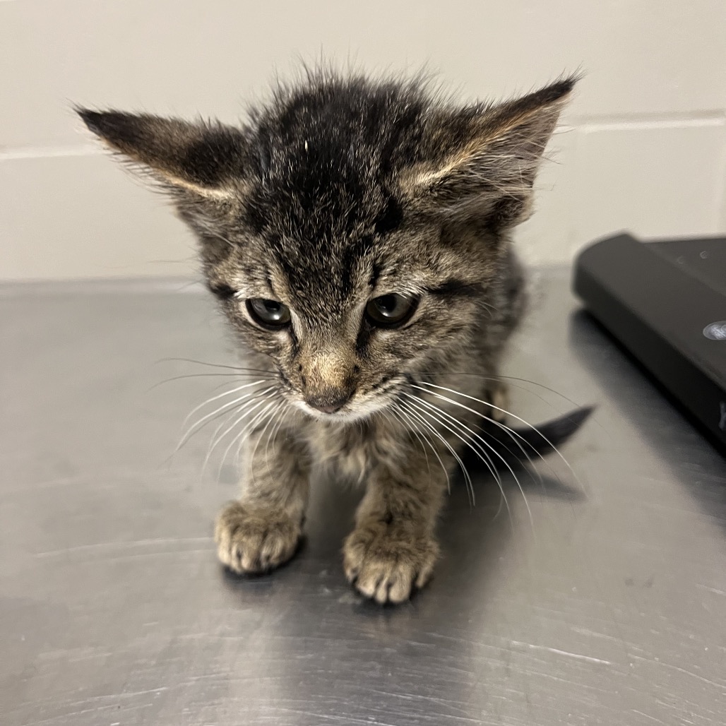 Shelter Stray Female Cat last seen , 54687 Co Rd 19, Bristol, IN 46507, USA