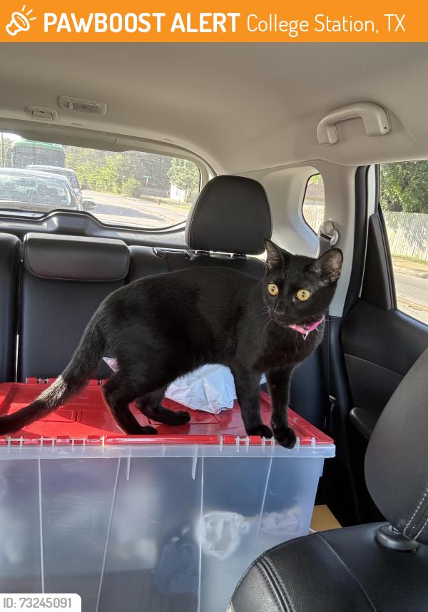 Found/Stray Male Cat last seen Anderson & Wolf Run, College Station, TX 77840