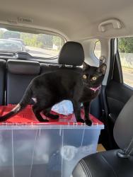 Found/Stray Male Cat last seen Anderson & Wolf Run, College Station, TX 77840