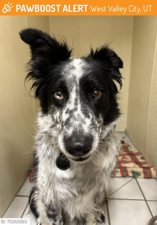 Found/Stray Male Dog last seen Near w 4700 s, West Valley City, UT 84118