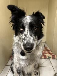 Found/Stray Male Dog last seen Near w 4700 s, West Valley City, UT 84118