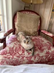 Lost Female Cat last seen Ocala Rd, Osceola Dr, North Palm Beach, FL 33408