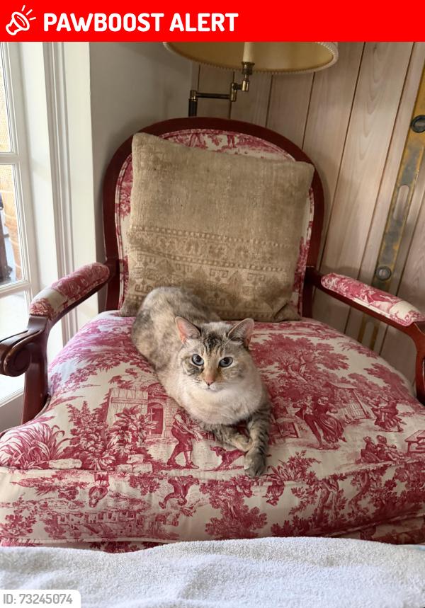 Lost Female Cat last seen Ocala Rd, Osceola Dr, North Palm Beach, FL 33408