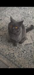 Lost Male Cat last seen Edison Grove, Quinton, England 
