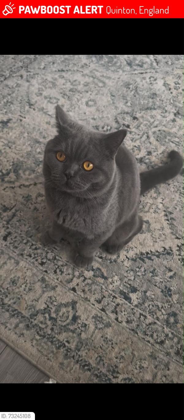 Lost Male Cat last seen Edison Grove, Quinton, England 