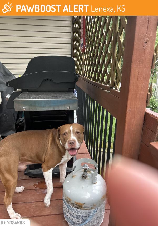 Found/Stray Male Dog last seen 95th and Lackman, Lenexa, KS 66215