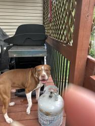 Found/Stray Male Dog last seen 95th and Lackman, Lenexa, KS 66215