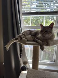 Found/Stray Unknown Cat last seen Bledsoe Avenue, Raleigh, NC 27601