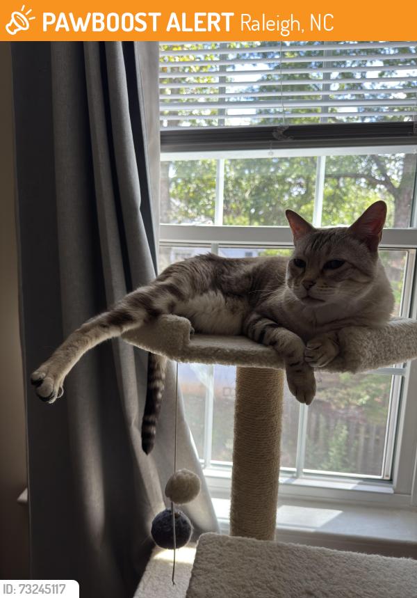 Found/Stray Unknown Cat last seen Bledsoe Avenue, Raleigh, NC 27601