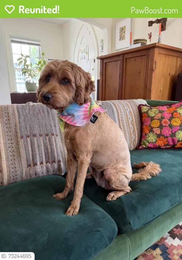 Reunited Female Dog last seen Saint Francis & Old Wilson, Vallejo, CA 94590
