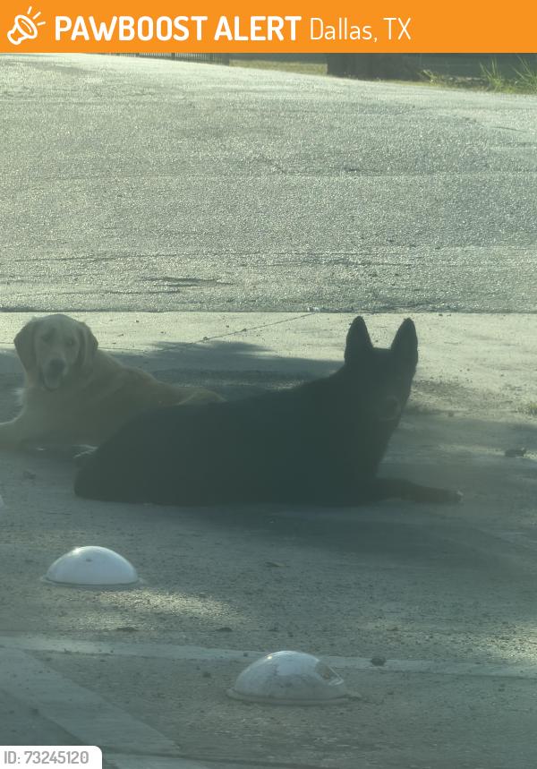 Found/Stray Unknown Dog last seen Hay market rd, Dallas, TX 75217