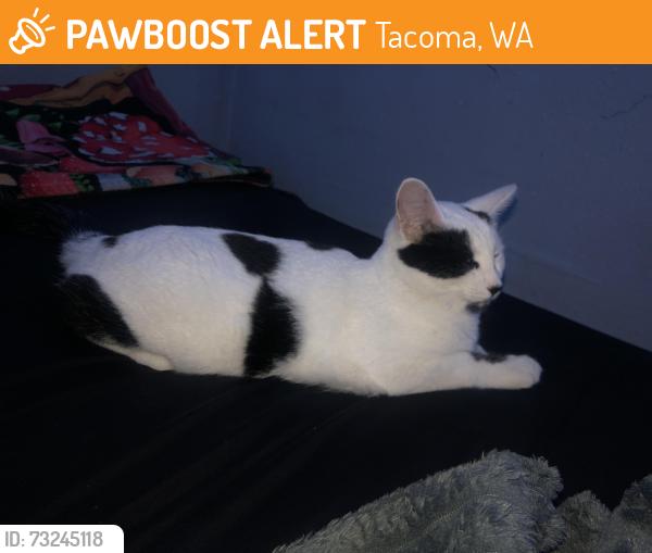Found/Stray Male Cat last seen 41st & K, Tacoma, WA 98418