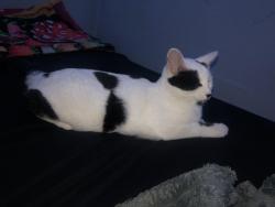 Found/Stray Male Cat last seen 41st & K, Tacoma, WA 98418