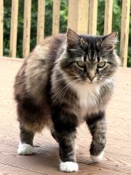 Lost Female Cat last seen La Boiteaux Woods Nature Center, Cincinnati, OH 45224