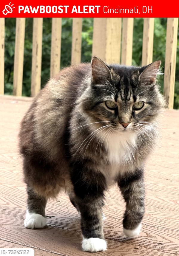 Lost Female Cat last seen La Boiteaux Woods Nature Center, Cincinnati, OH 45224