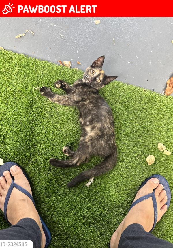 Lost Female Cat last seen Lakeside and 18th, Lake Worth Beach, FL 33460