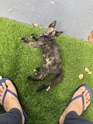 Lost Female Cat last seen Lakeside and 18th, Lake Worth Beach, FL 33460