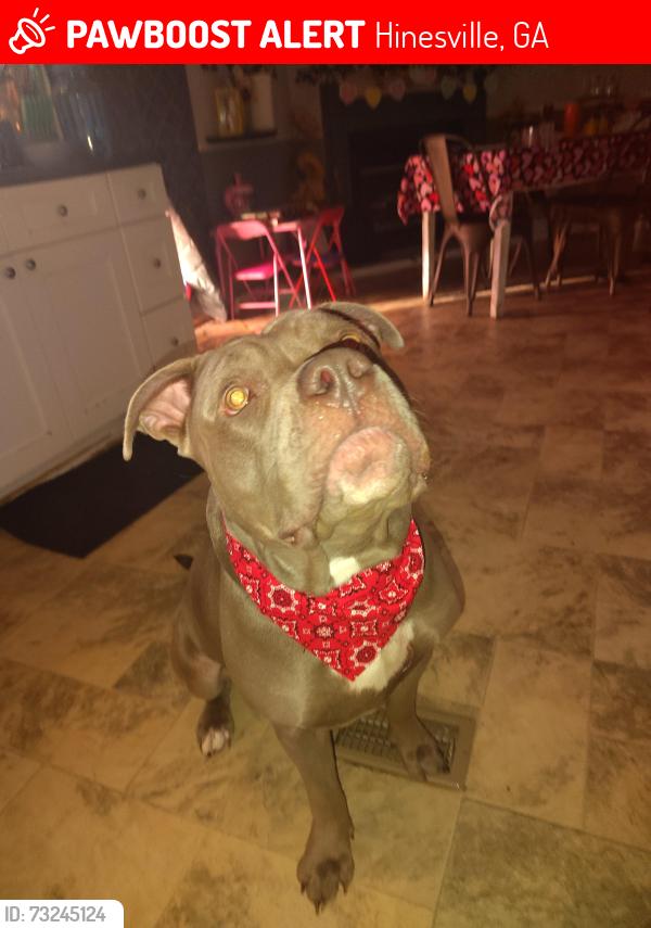 Lost Male Dog last seen Groover rd, Hinesville, GA 31313