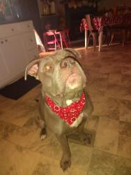Lost Male Dog last seen Groover rd, Hinesville, GA 31313
