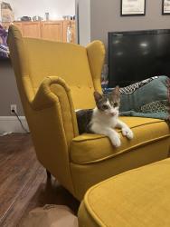 Lost Female Cat last seen chapel st and winthrop, New Haven, CT 06511