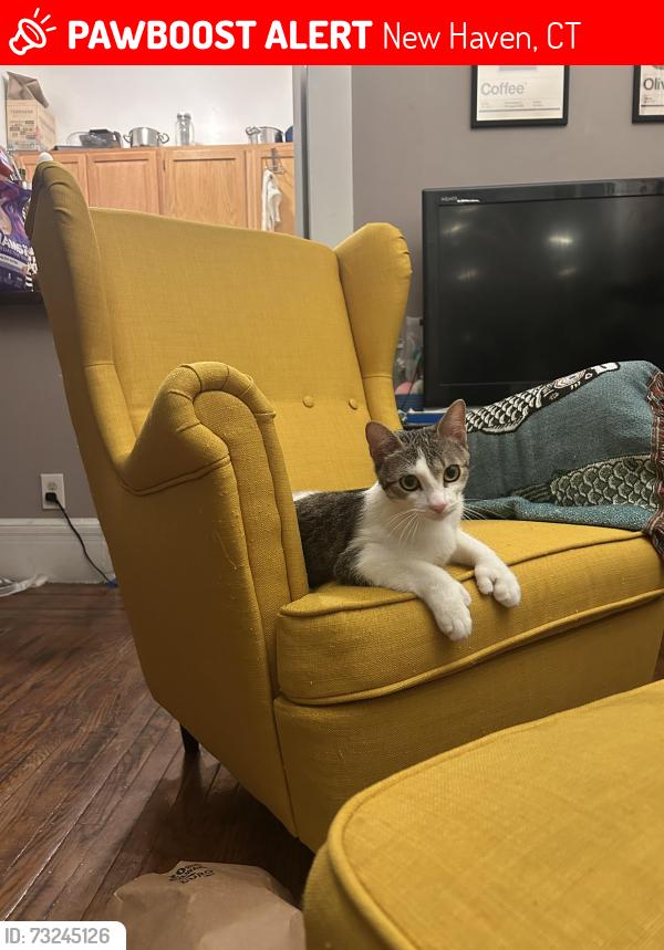 Lost Female Cat last seen chapel st and winthrop, New Haven, CT 06511