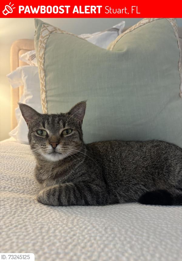 Lost Female Cat last seen Nw Fork Road, Stuart, FL 34994