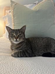 Lost Female Cat last seen Nw Fork Road, Stuart, FL 34994