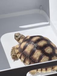 Reunited Male Reptile last seen Palmer pl Tustin ca, Tustin, CA 92782