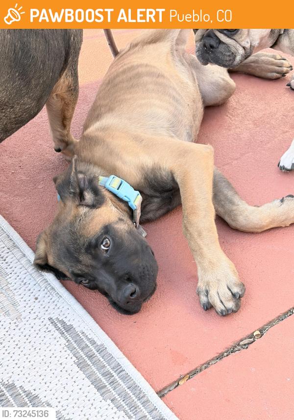 Found/Stray Female Dog last seen Ventana neighborhood, Pueblo, CO 81005