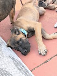 Found/Stray Female Dog last seen Ventana neighborhood, Pueblo, CO 81005