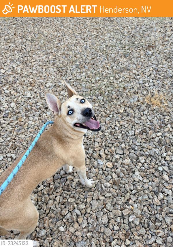 Found/Stray Unknown Dog last seen Chestnut & corn, Henderson, NV 89011