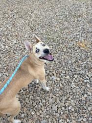 Found/Stray Unknown Dog last seen Chestnut & corn, Henderson, NV 89011