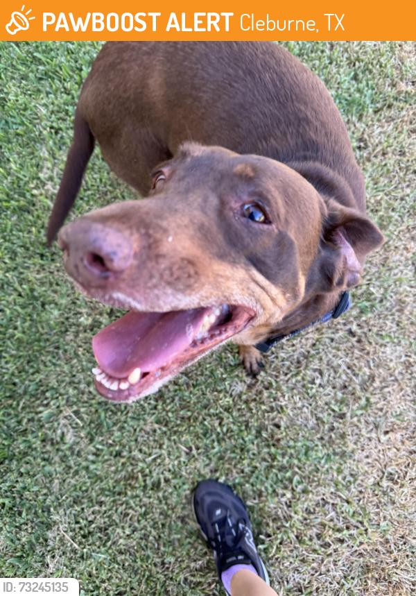 Found/Stray Unknown Dog last seen Nolan River, Cleburne, TX 76033