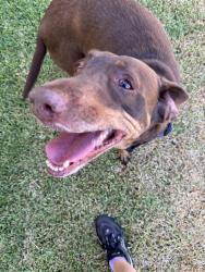Found/Stray Unknown Dog last seen Nolan River, Cleburne, TX 76033