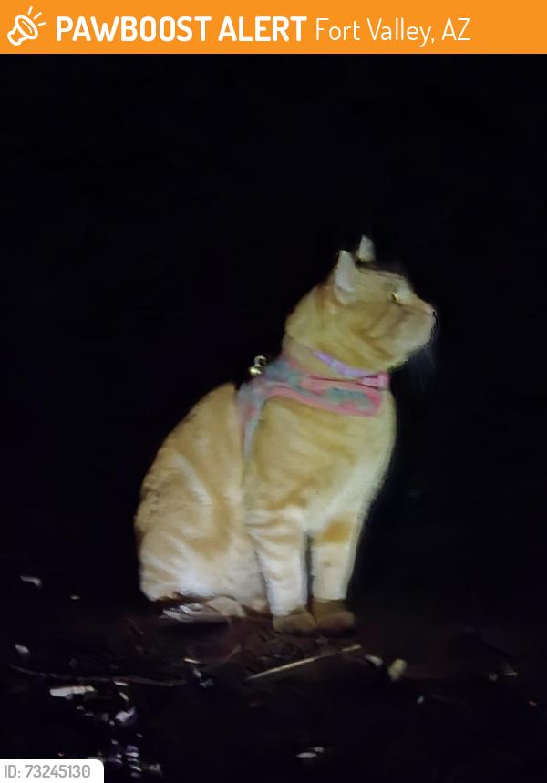 Found/Stray Unknown Cat last seen Wing Mountain Rd at FR 222B, Fort Valley, AZ 86001